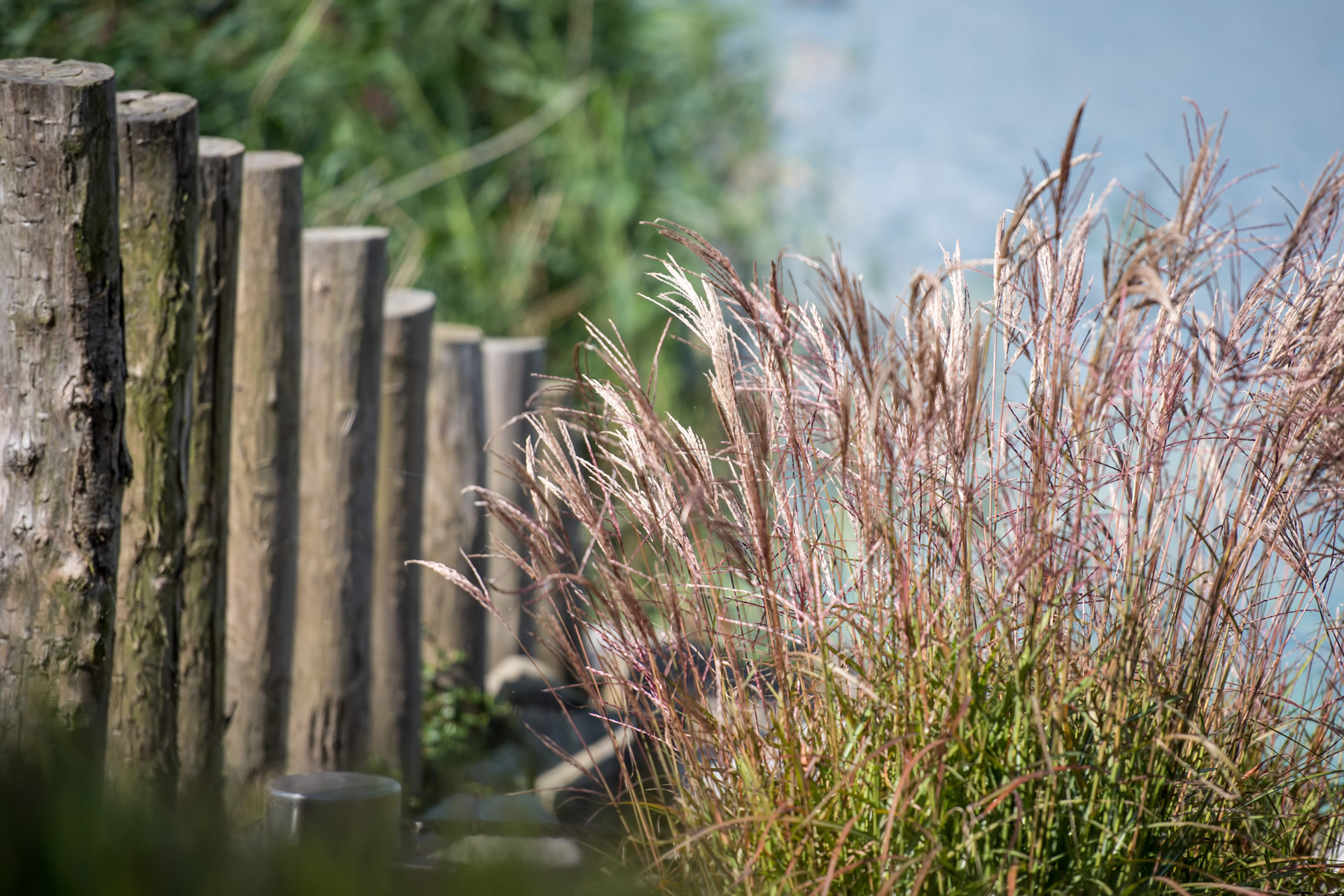 Aangelegde tuin Tholen